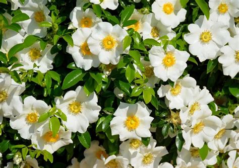 when can you cut back gardenia.